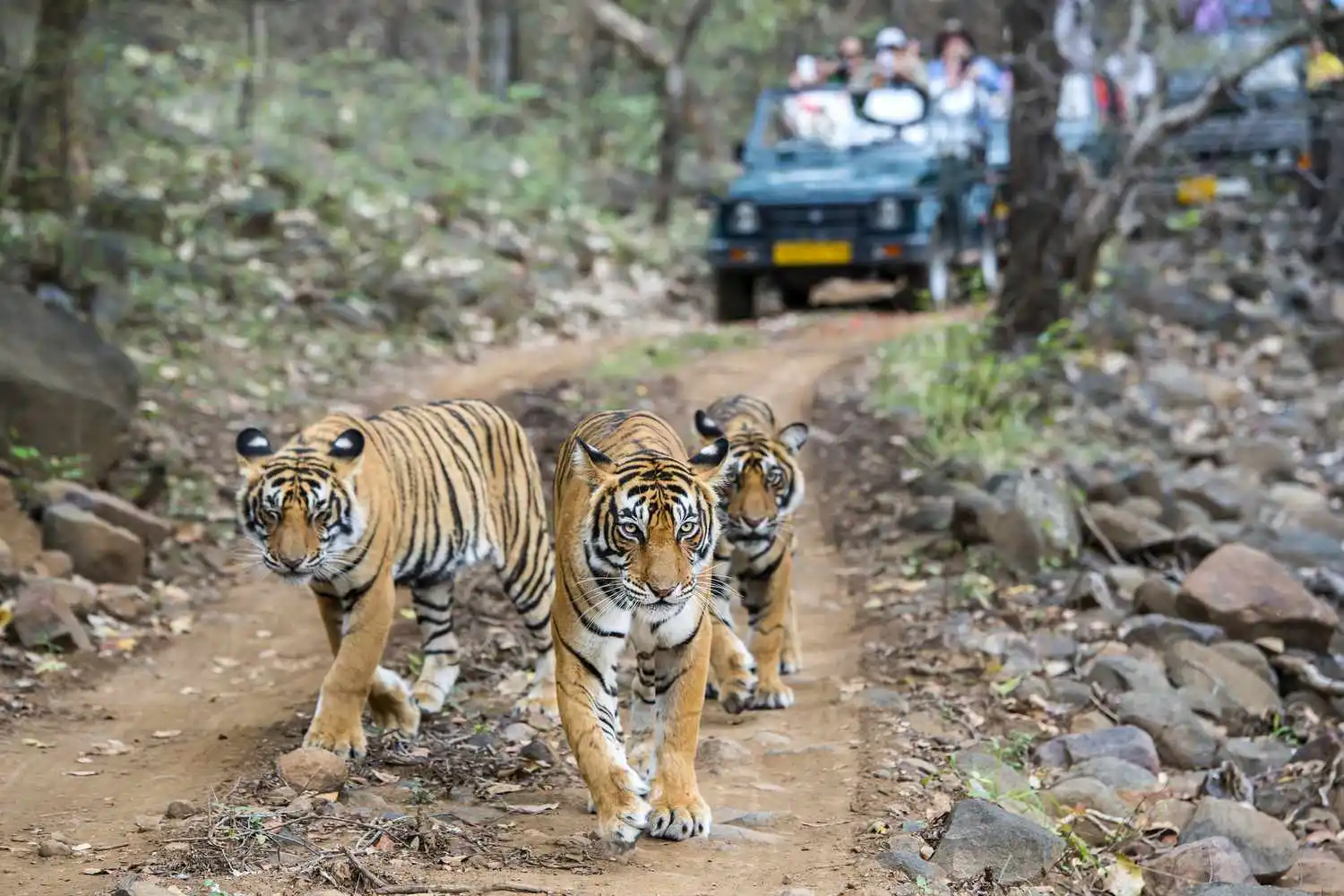Tigers of Ranthambore National Park