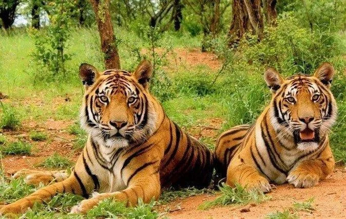 Tigers of Sariska National Park
