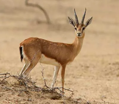Chinkara or Indian Gazelle