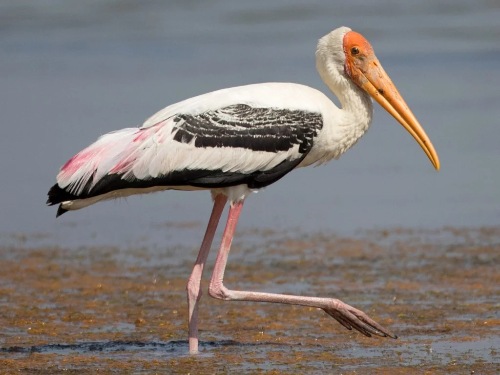 Painted Stork is a bird of keoladeo national park