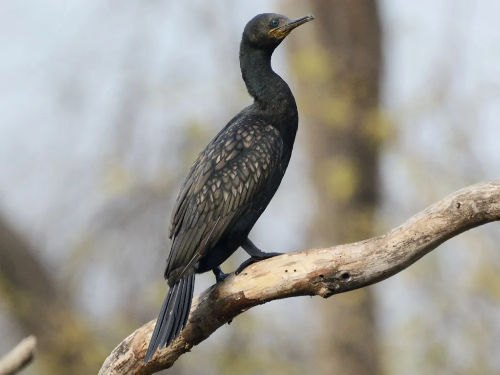 The Indian cormorant or Indian shag bird of keoladeo national park