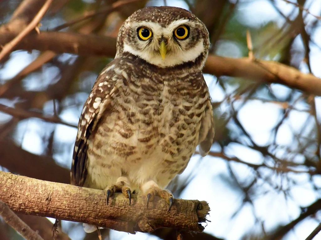 The spotted owlet is a bird of keoladeo national park