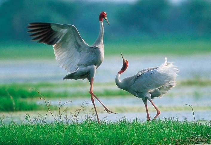 siberian crane is a bird of keoladeo national park 